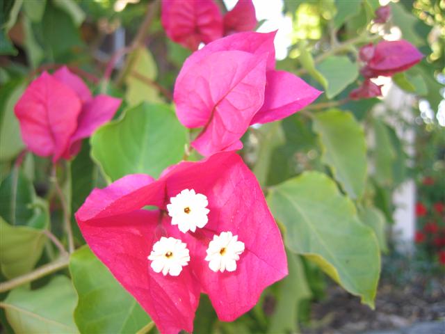 Bougainvillea hybrid 'San Diego Red'